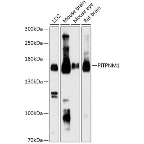 PITPNM1 Rabbit pAb