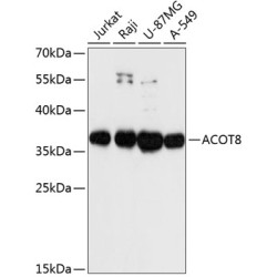 ACOT8 Rabbit pAb