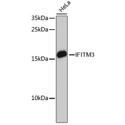 [KO Validated] IFITM3 Rabbit pAb