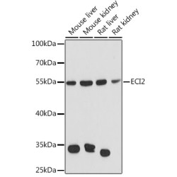 ECI2 Rabbit pAb