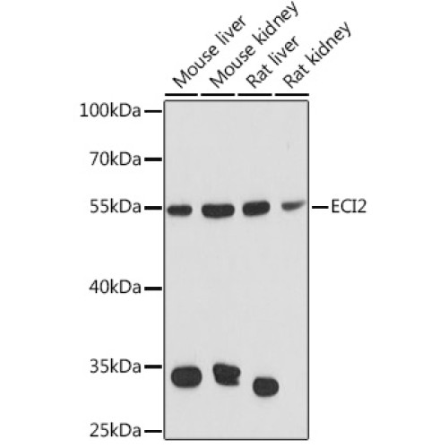 ECI2 Rabbit pAb