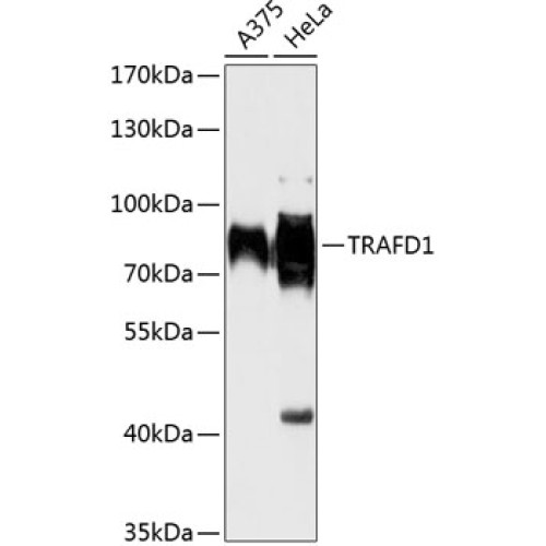 TRAFD1 Rabbit pAb