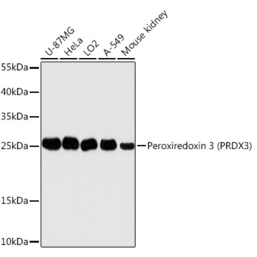 Peroxiredoxin 3 (PRDX3) Rabbit pAb