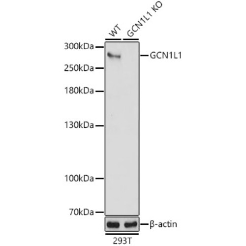 [KO Validated] GCN1L1 Rabbit pAb