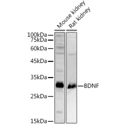 BDNF Rabbit pAb