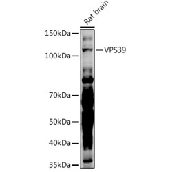 VPS39 Rabbit pAb