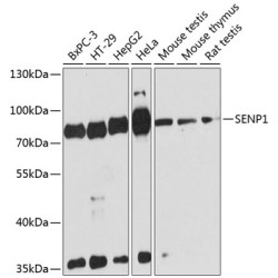 SENP1 Rabbit pAb
