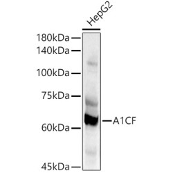 A1CF Rabbit pAb