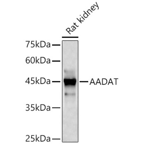 AADAT Rabbit pAb