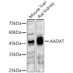AADAT Rabbit pAb