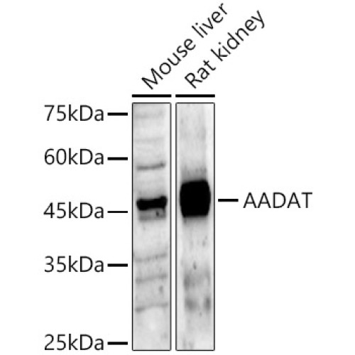 AADAT Rabbit pAb