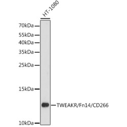 TWEAKR/Fn14/CD266 Rabbit pAb