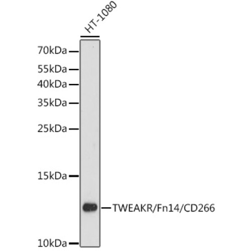 TWEAKR/Fn14/CD266 Rabbit pAb