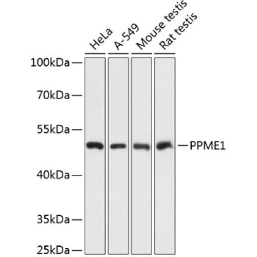 PPME1 Rabbit pAb