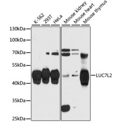 LUC7L2 Rabbit pAb