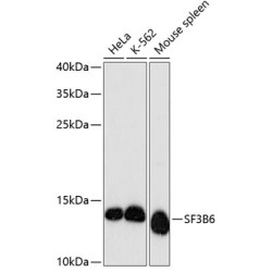 SF3B6 Rabbit pAb