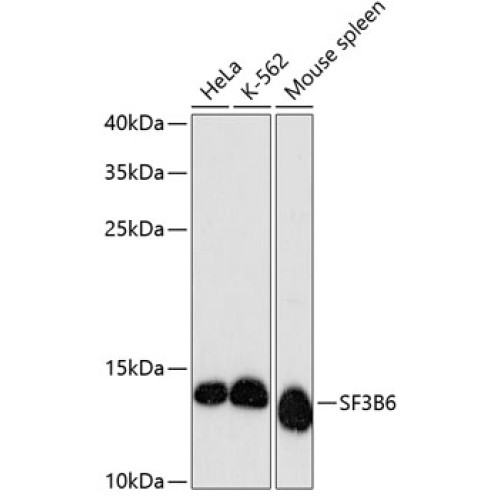 SF3B6 Rabbit pAb