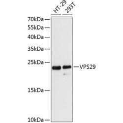VPS29 Rabbit pAb