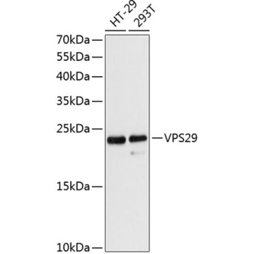 VPS29 Rabbit pAb