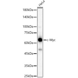 c-Myc Rabbit pAb