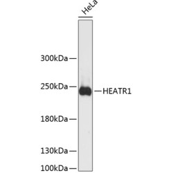 HEATR1 Rabbit pAb