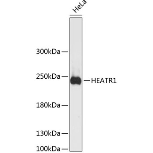 HEATR1 Rabbit pAb