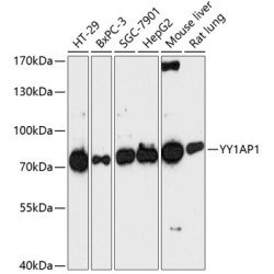 YY1AP1 Rabbit pAb