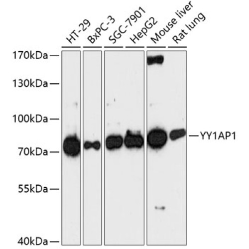 YY1AP1 Rabbit pAb