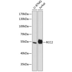RCC2 Rabbit pAb