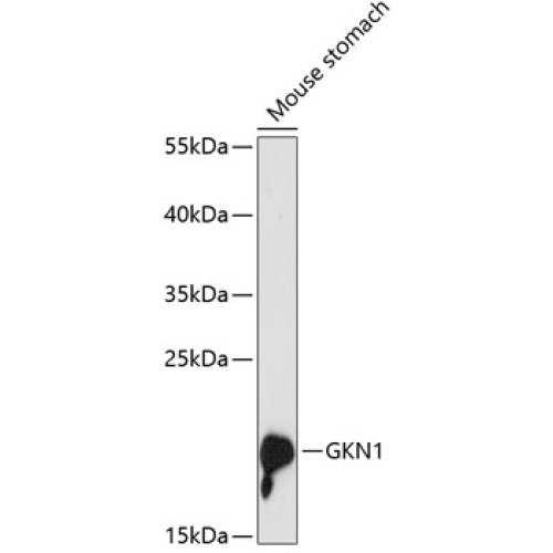 GKN1 Rabbit pAb