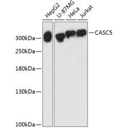 CASC5 Rabbit pAb