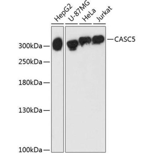 CASC5 Rabbit pAb