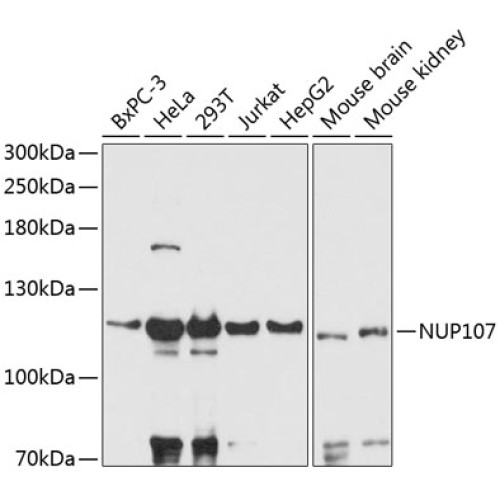 NUP107 Rabbit pAb