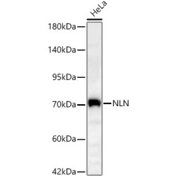 NLN Rabbit pAb