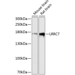 LRRC7 Rabbit pAb