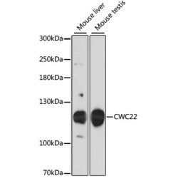 CWC22 Rabbit pAb