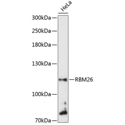 RBM26 Rabbit pAb