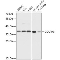GOLPH3 Rabbit pAb