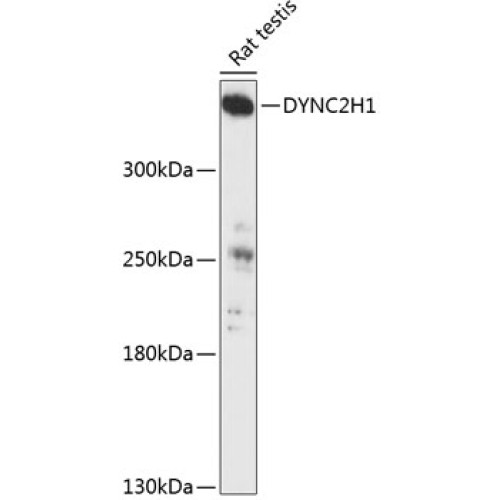 DYNC2H1 Rabbit pAb