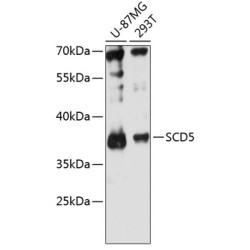 SCD5 Rabbit pAb