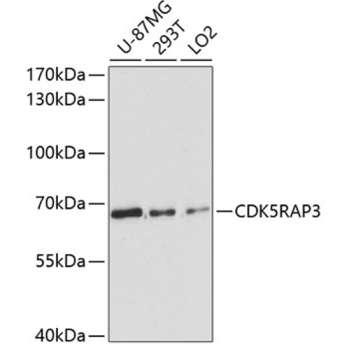 CDK5RAP3 Rabbit pAb