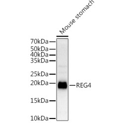 REG4 Rabbit pAb