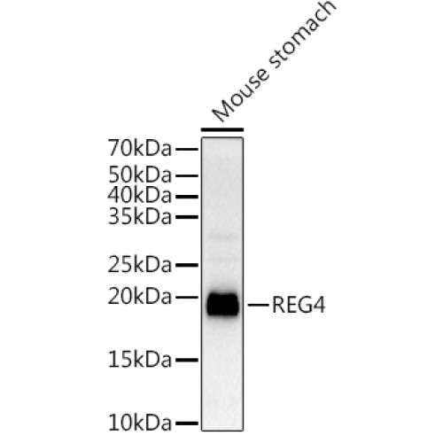 REG4 Rabbit pAb