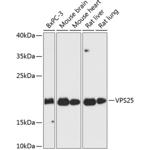 VPS25 Rabbit pAb