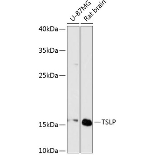 TSLP Rabbit pAb