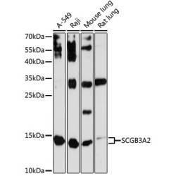 SCGB3A2 Rabbit pAb