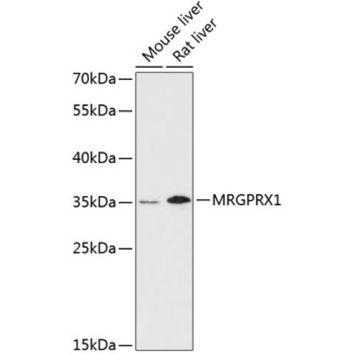 MRGPRX1 Rabbit pAb