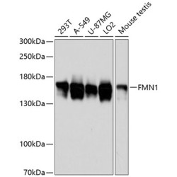 FMN1 Rabbit pAb
