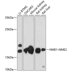NME1-NME2 Rabbit pAb