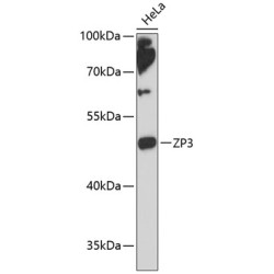 ZP3 Rabbit pAb